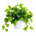 Plante Artificielle Verte avec Pot Blanc