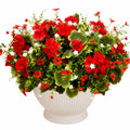 Composition de Géraniums Artificiels Rouge, Blanc et Vert en Pot